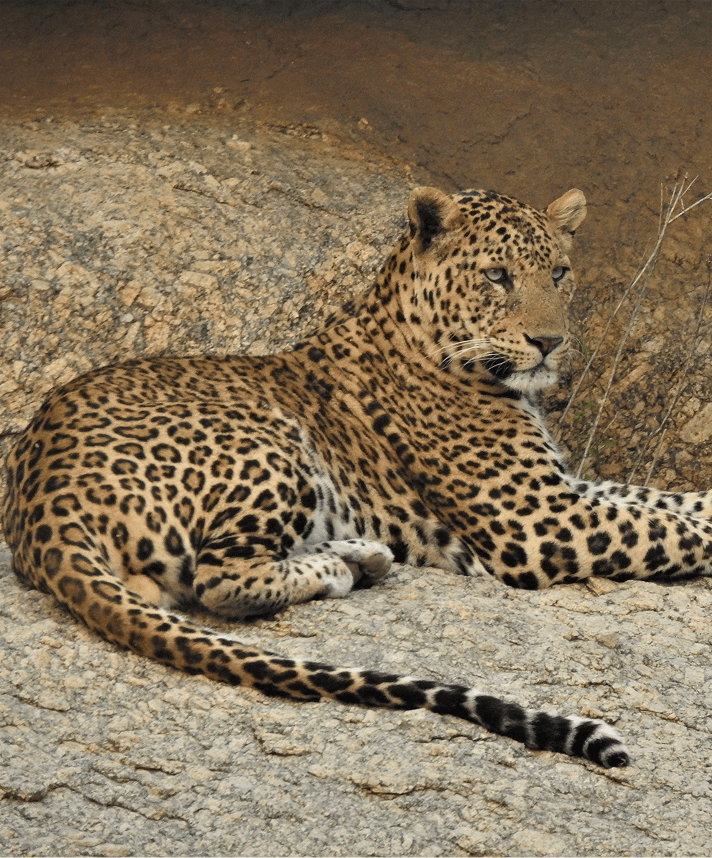 Full Day Safari