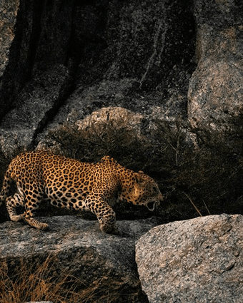Full Day Safari 2