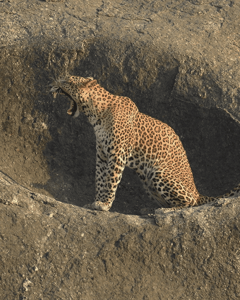 Full Day Safari 3