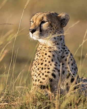 Full Day Safari 4
