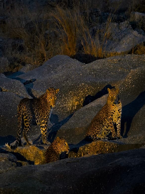 Leopards on granite boulders at dusk