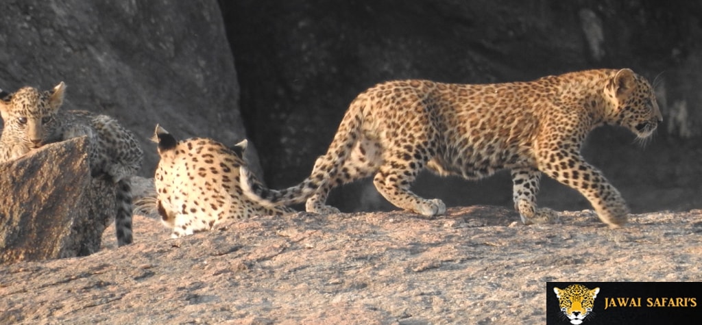 Jawai - The Land of leopards