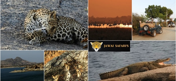 Jawai - The Land of leopards