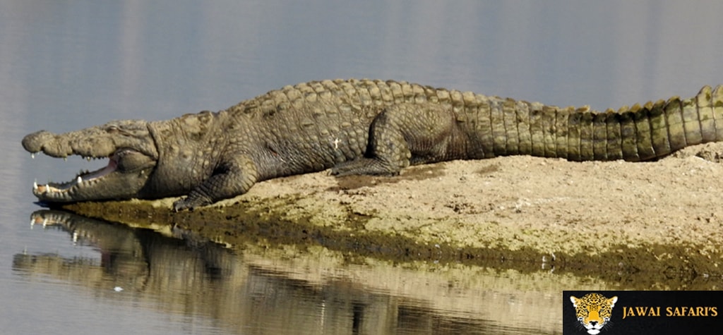 Jawai crocodile sanctuary