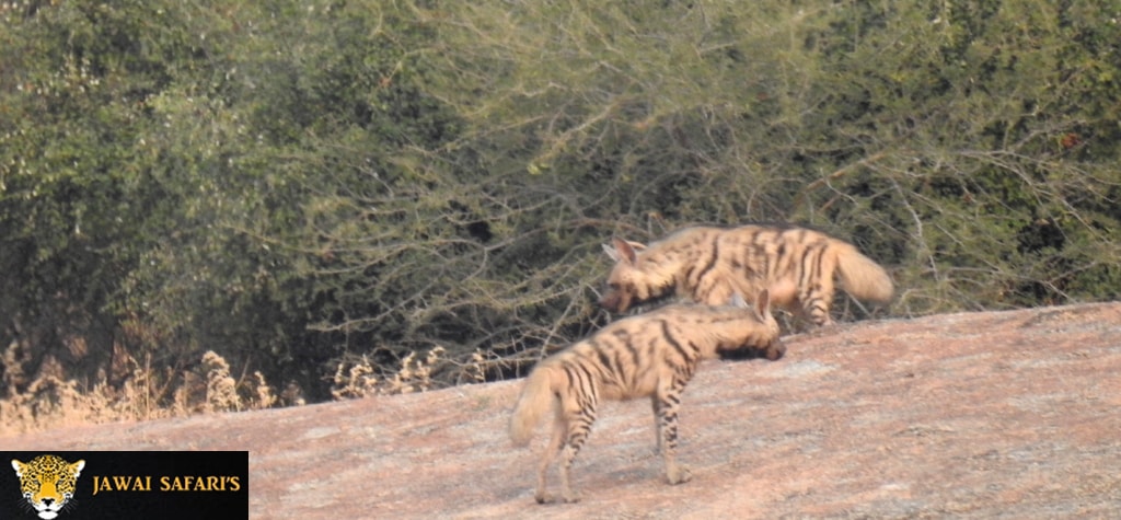 Bera Jungle Safari picture