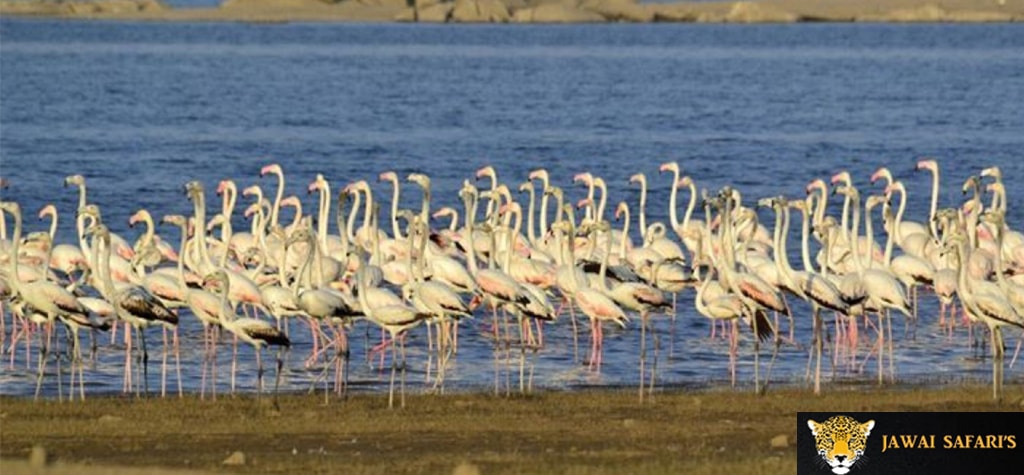 Jawai - Migratory Birds Pics