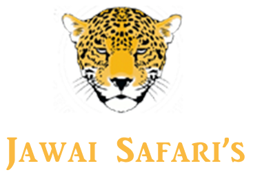 Leopard safari in Bera
