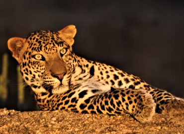 Jawai Leopard Safari