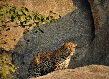 Leopard safari in jawai