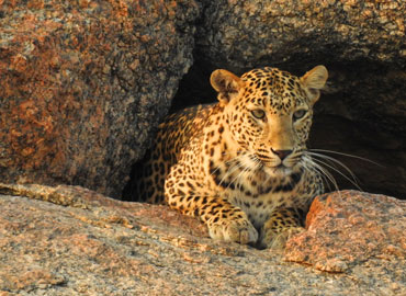 Jawai bandh Leopard safari