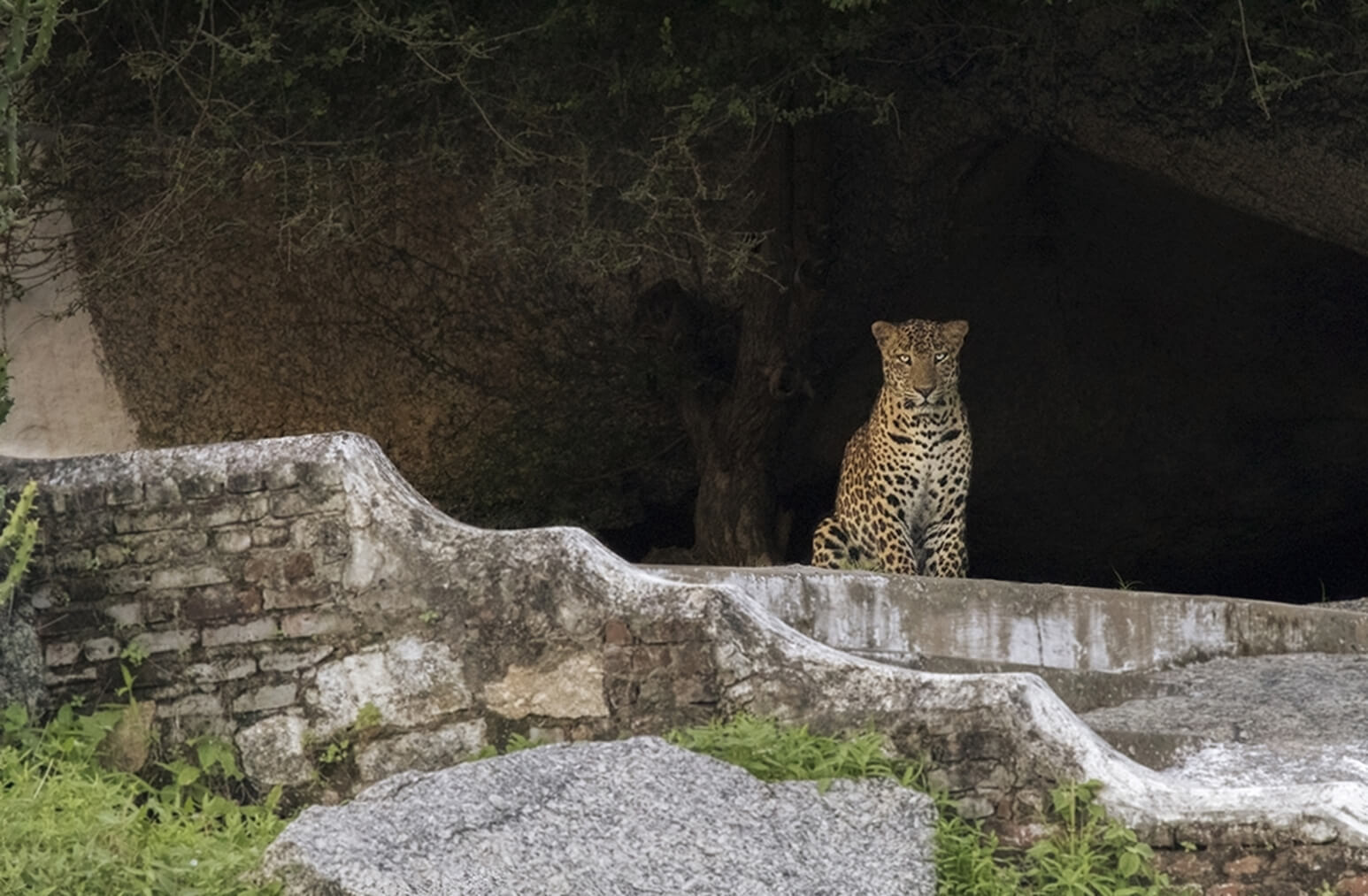 book leopard safari